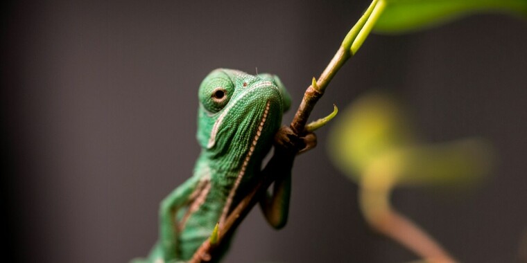 Join the Anything Small Photo Contest and win Vanguard Backpack ...